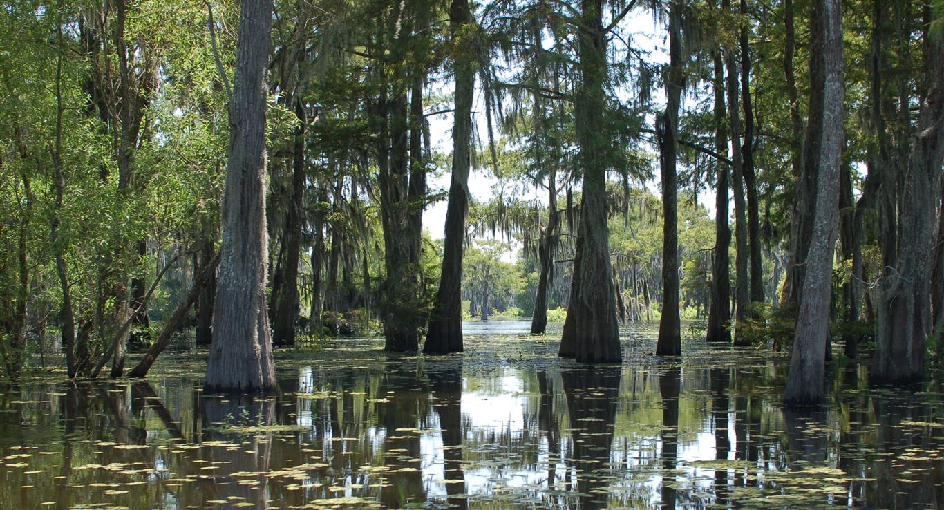 tz1 Northern Terrebonne Marsh Restoration