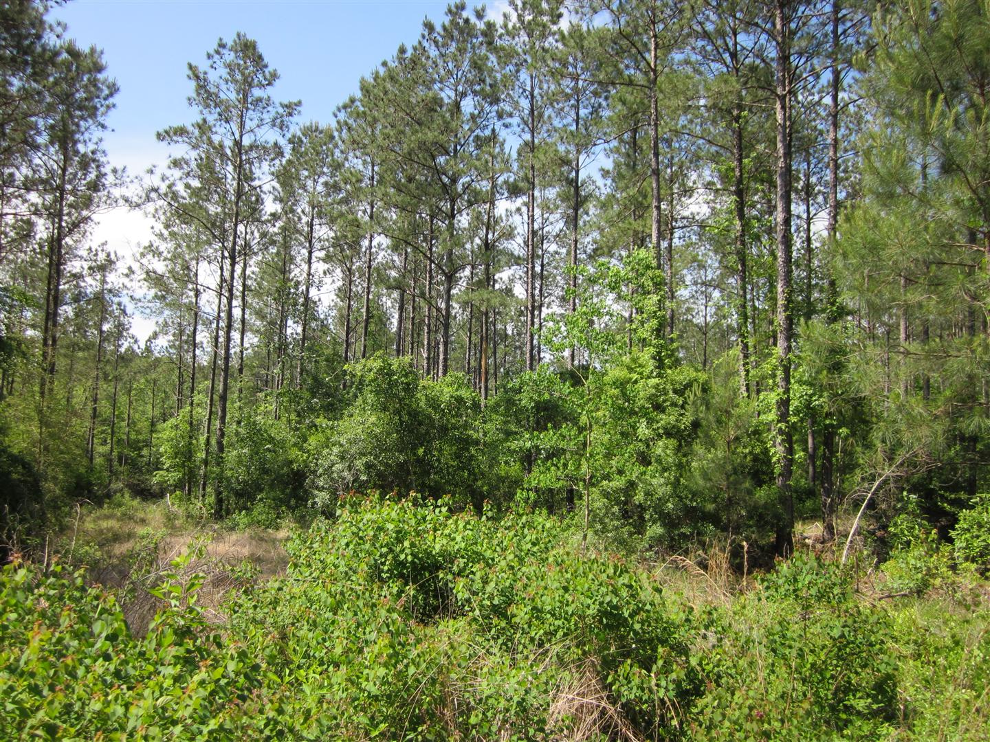 texas mitigation bank