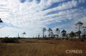 ecosystem restoration in coastal areas