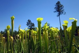 mitigation wetland with pitcher plants