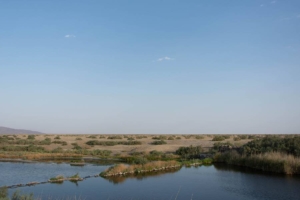 What Is Wetland Mitigation