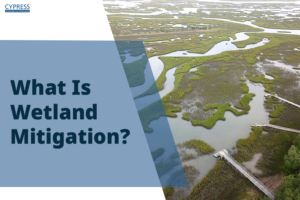 What Is Wetland Mitigation