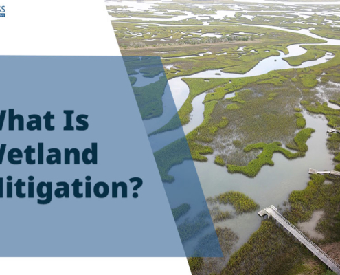 What Is Wetland Mitigation