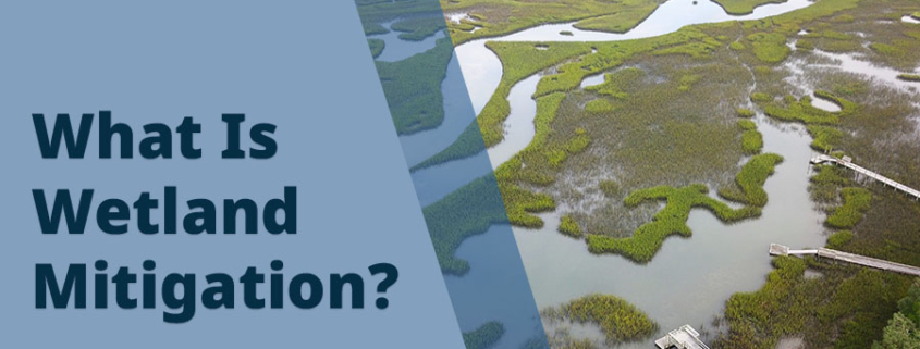 What Is Wetland Mitigation