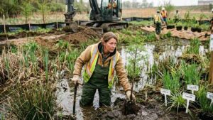 Worker in waders planting native wetland species including Carex and Juncus during wetland restoration