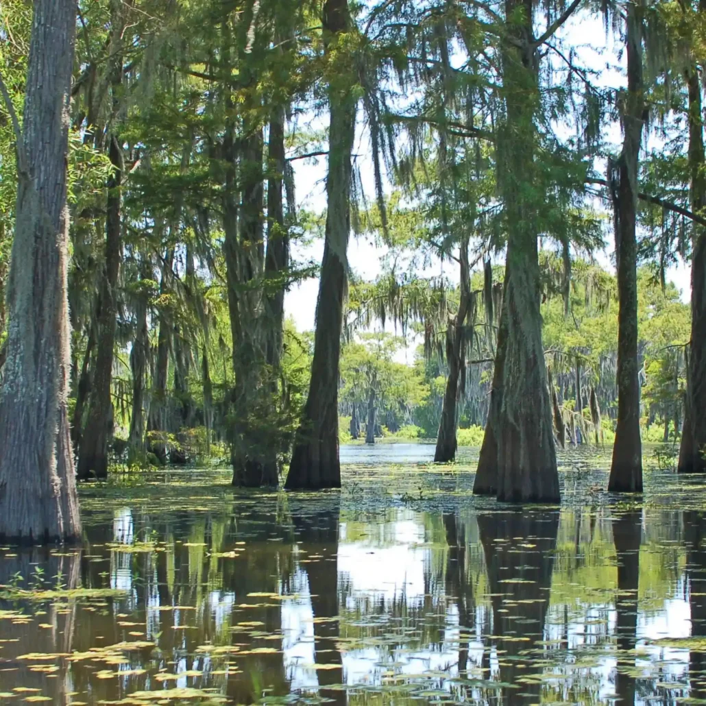 Bald cypress trees draped in Spanish moss standing in swamp water in the Atchafalaya Basin, Louisiana