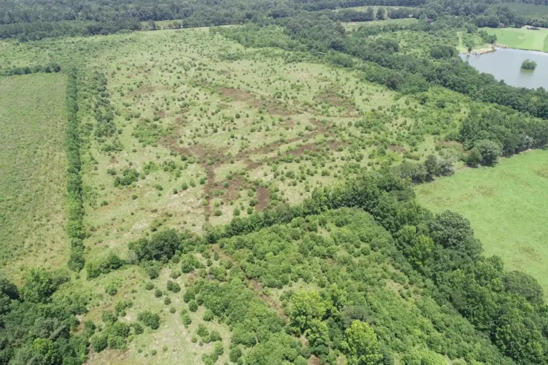 Aerial view of former pasture replanted with young bottomland hardwood trees at the Lea Farm Mitigation Bank in Pride, Louisiana, with mature forest along the edges