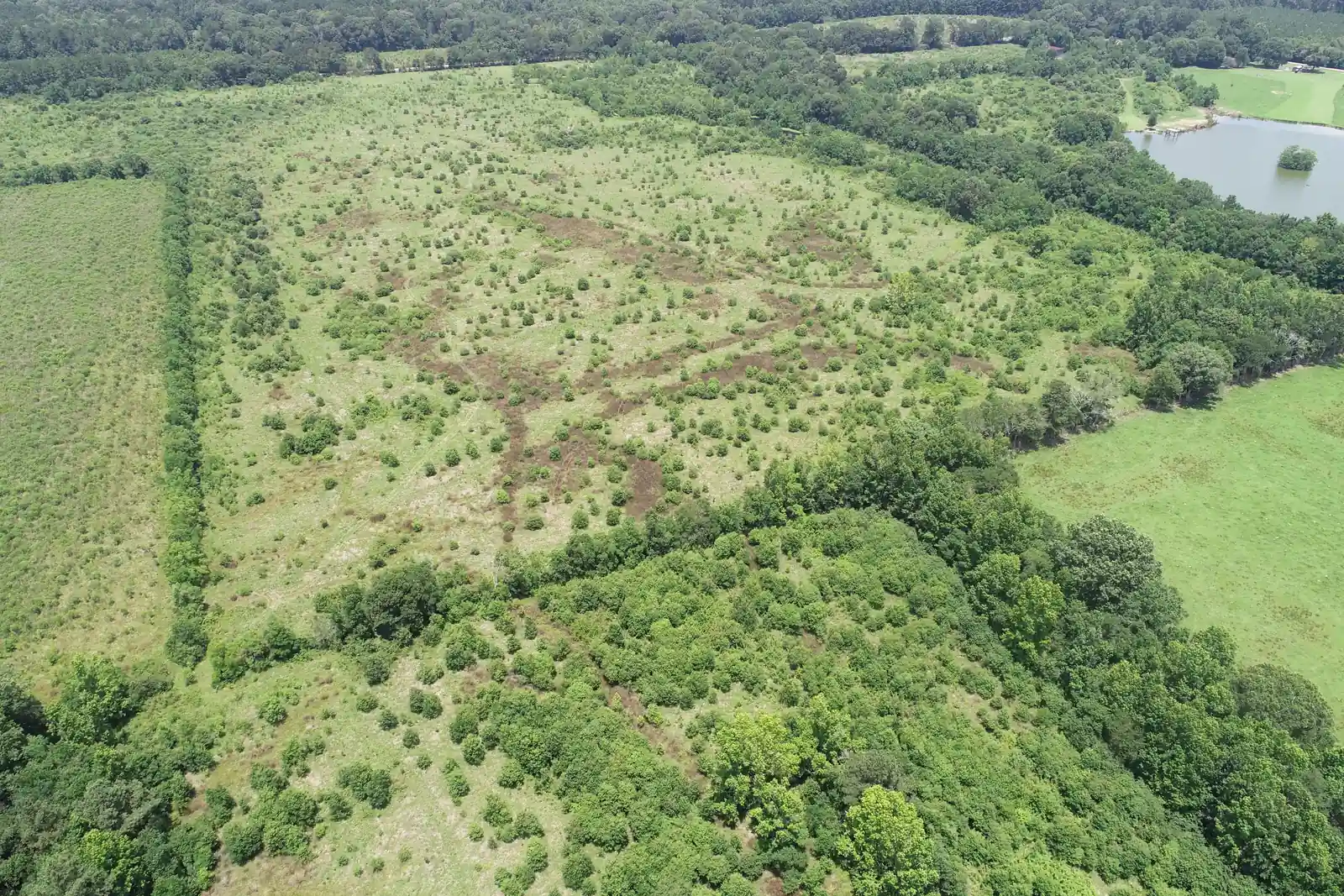 Aerial view of former pasture replanted with young bottomland hardwood trees at the Lea Farm Mitigation Bank in Pride, Louisiana, with mature forest along the edges