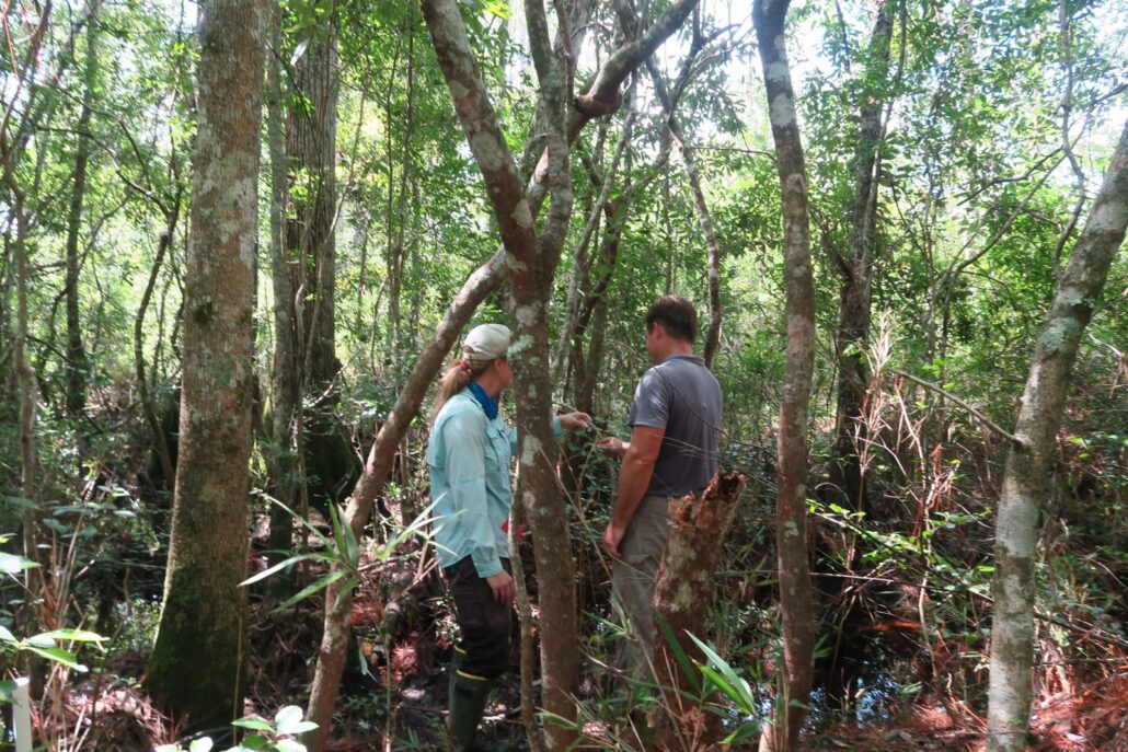 Two field scientists examining vegetation in a dense forested wetland with standing water