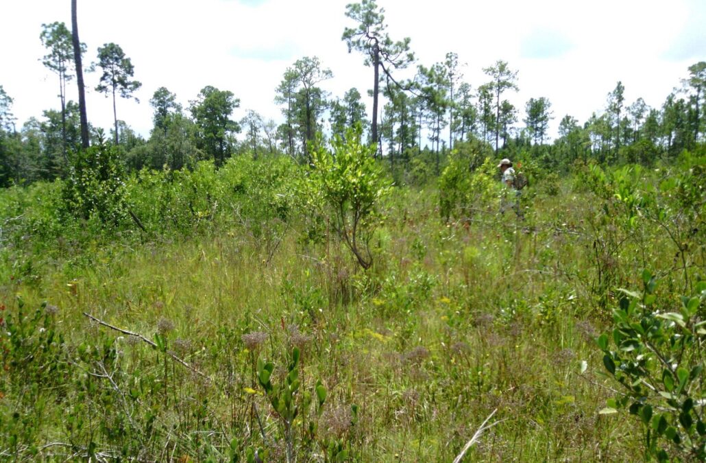 Wet pine savanna with grasses, sedges and low shrubs under longleaf and slash pines