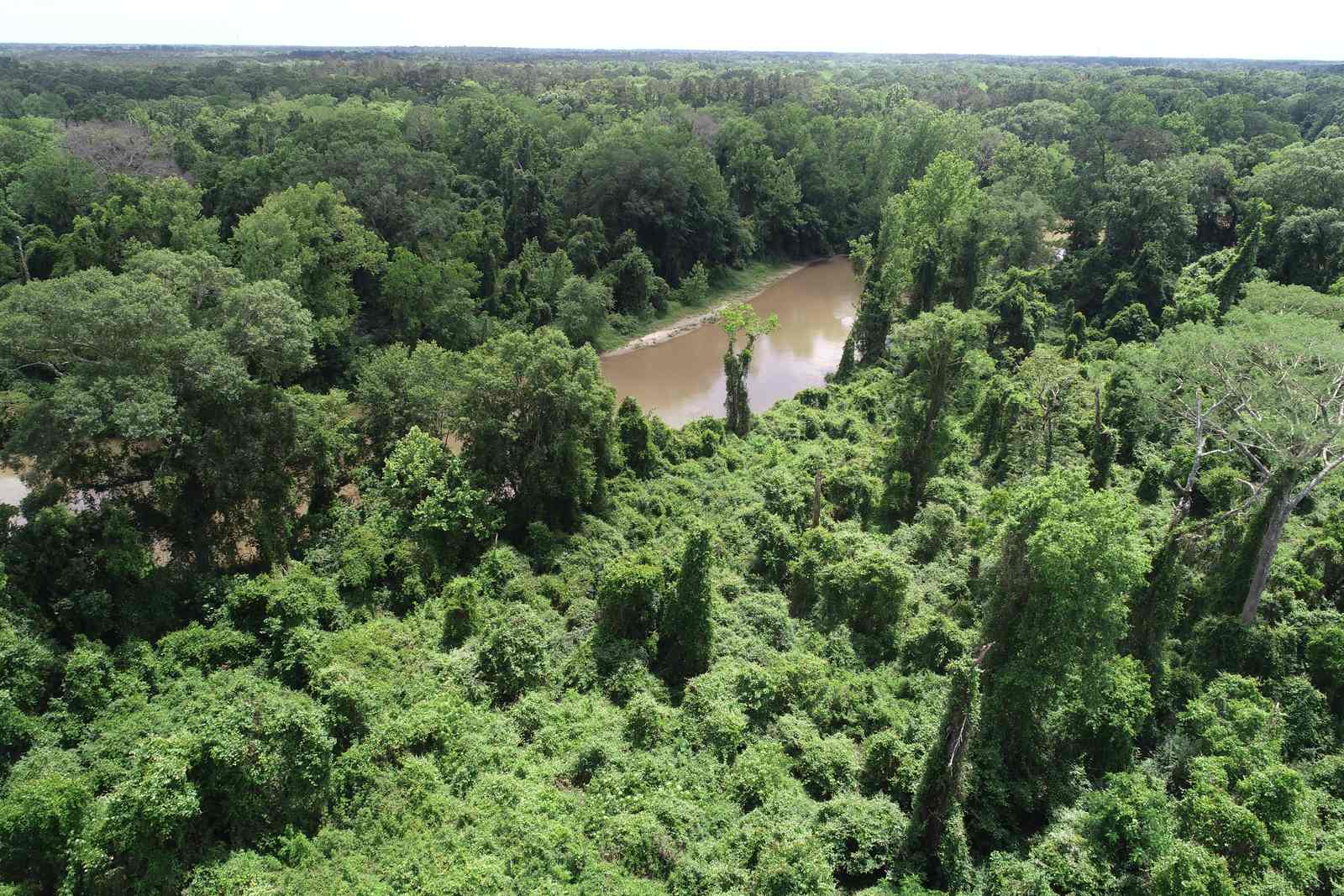 Aerial view of bottomland hardwood forest along a bayou at the Mei Gum Bank in Robert, Tangipahoa Parish, Louisiana