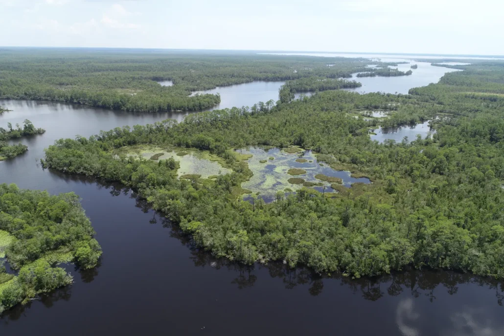 Aerial view of a blackwater river winding through swamp forest and open bog wetlands