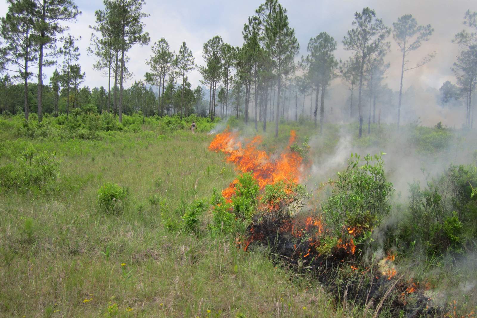 Prescribed fire burning through the grass and shrub layer of a pine savanna, with smoke and a person in the background