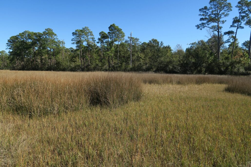 Wide tidal marsh of needlerush and cordgrass and a tree line in the distance