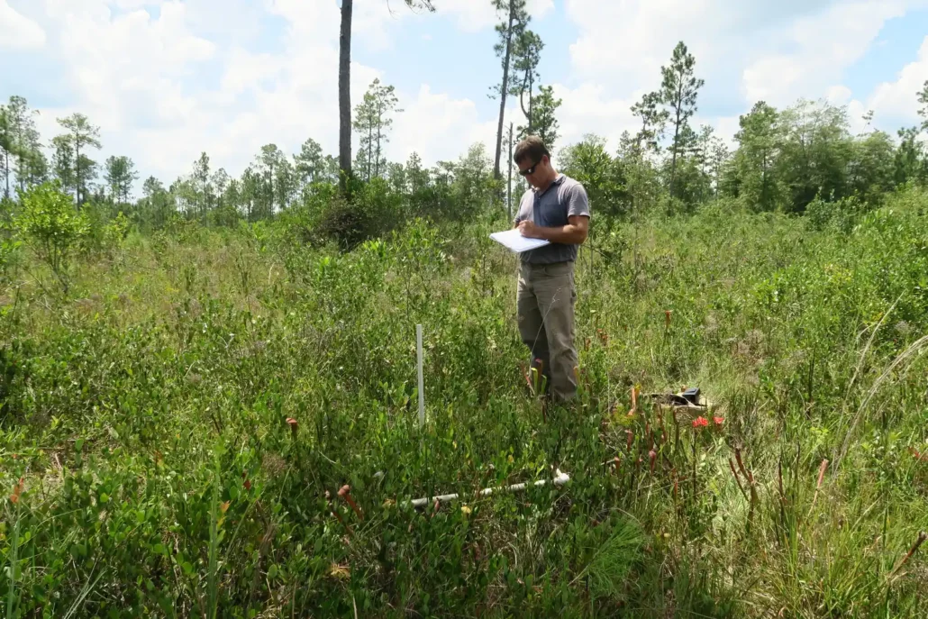 Cypress scientist recording vegetation data at a sample plot in a pitcher plant bog within a pine savanna